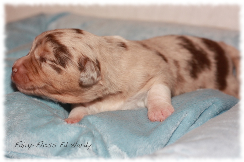 Mini    Aussie Welpen - Mini Aussie Z&uuml;chter - Gesunde Mini   Aussies