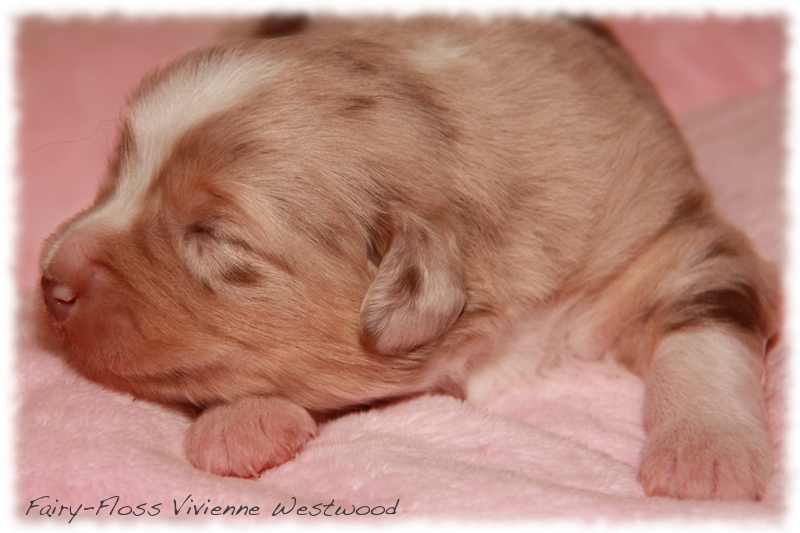 Mini  Aussie Welpen - Mini Aussie Z&uuml;chter - Gesunde Mini   Aussies