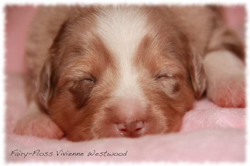 Mini   Aussie Welpen - Mini Aussie Z&uuml;chter - Gesunde Mini   Aussies