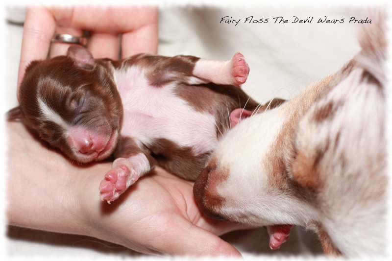 Mini Aussie Welpen - Mini Aussie Z&uuml;chter - Gesunde Mini Aussies