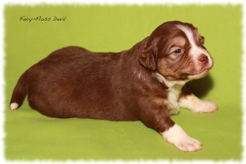 Mini         Aussie Welpen - Mini Aussie Z&uuml;chter - Gesunde Mini   Aussies