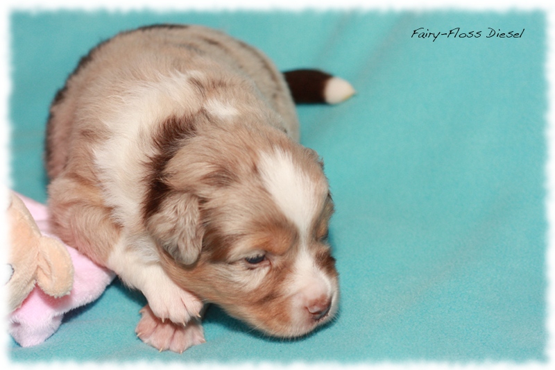 Mini   Aussie Welpen - Mini Aussie Z&uuml;chter - Gesunde Mini   Aussies