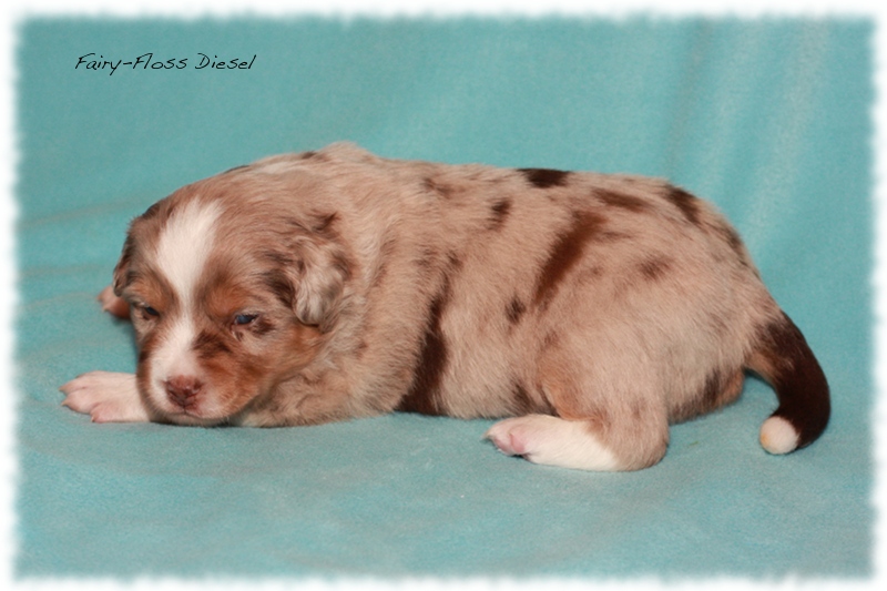 Mini   Aussie Welpen - Mini Aussie Z&uuml;chter - Gesunde Mini   Aussies