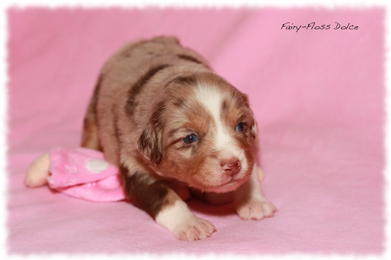 Mini             Aussie Welpen - Mini Aussie Z&uuml;chter - Gesunde Mini    Aussies
