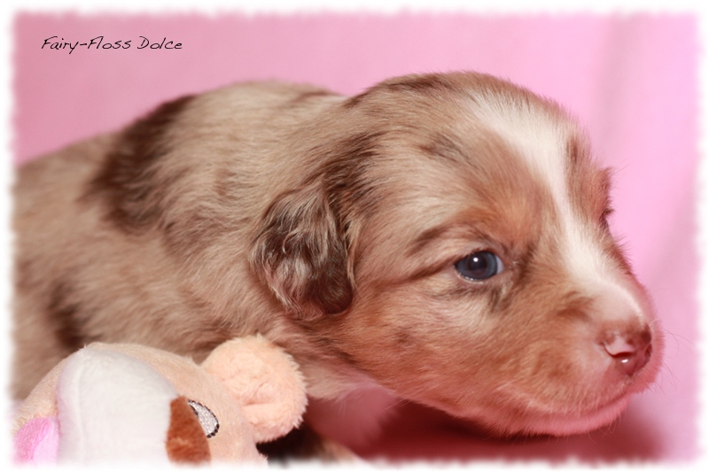 Mini              Aussie Welpen - Mini Aussie Z&uuml;chter - Gesunde Mini    Aussies