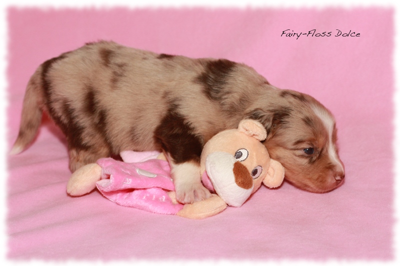 Mini               Aussie Welpen - Mini Aussie Z&uuml;chter - Gesunde Mini     Aussies