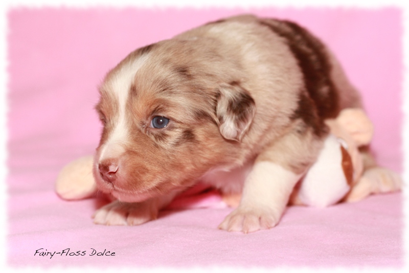 Mini               Aussie Welpen - Mini Aussie Z&uuml;chter - Gesunde Mini     Aussies