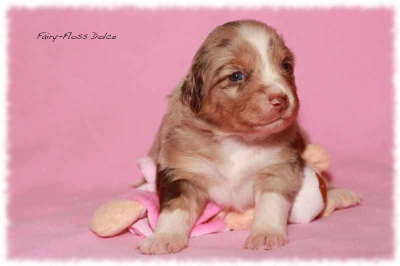 Mini               Aussie Welpen - Mini Aussie Z&uuml;chter - Gesunde Mini     Aussies