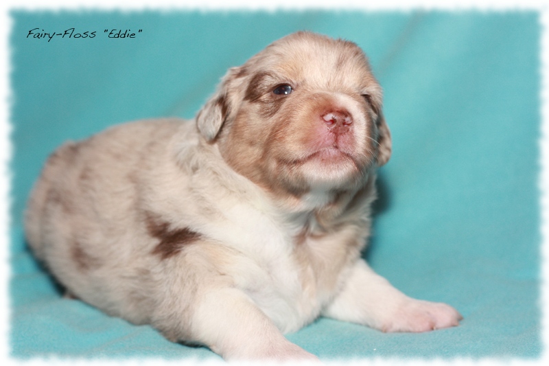 Mini  Aussie Welpen - Mini Aussie Z&uuml;chter - Gesunde Mini   Aussies