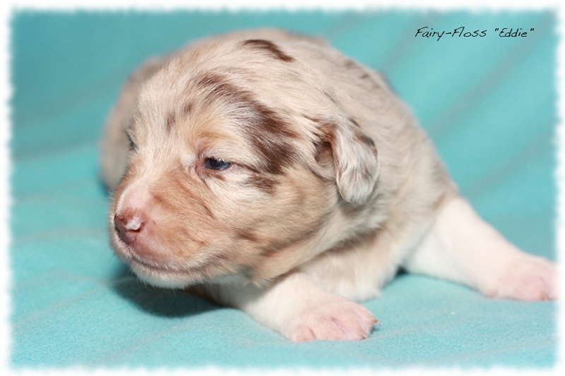 Mini   Aussie Welpen - Mini Aussie Z&uuml;chter - Gesunde Mini   Aussies