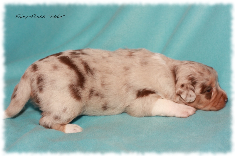 Mini    Aussie Welpen - Mini Aussie Z&uuml;chter - Gesunde Mini   Aussies