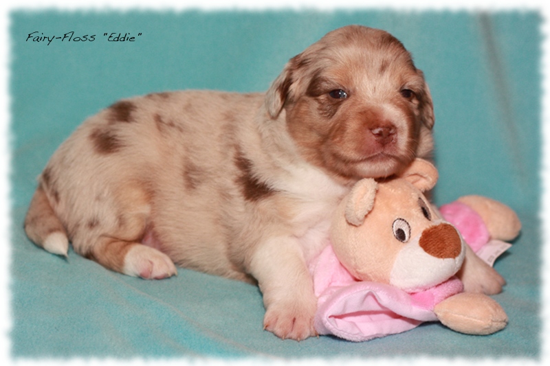 Mini    Aussie Welpen - Mini Aussie Z&uuml;chter - Gesunde Mini   Aussies