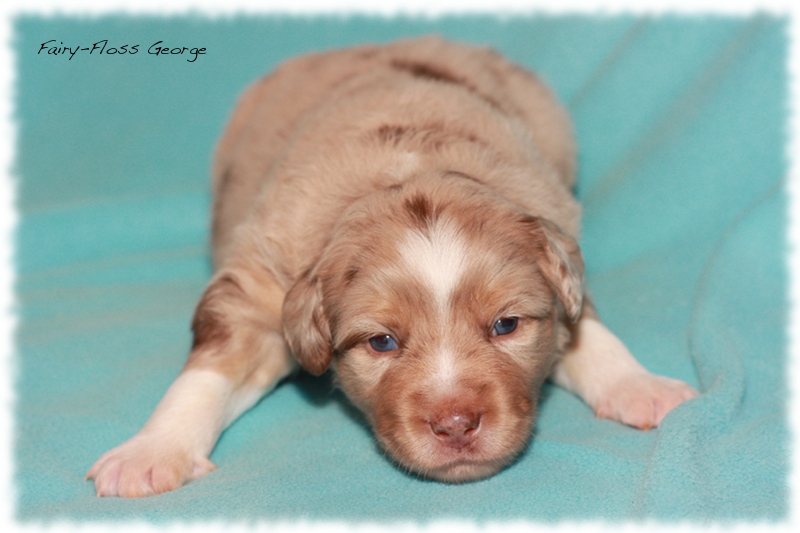 Mini           Aussie Welpen - Mini Aussie Z&uuml;chter - Gesunde Mini   Aussies