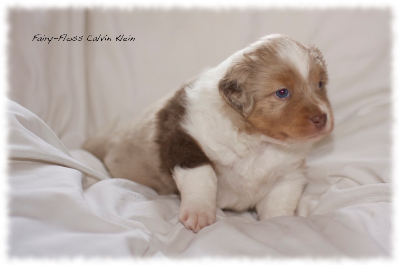 Mini     Aussie Welpen - Mini Aussie Z&uuml;chter - Gesunde Mini   Aussies