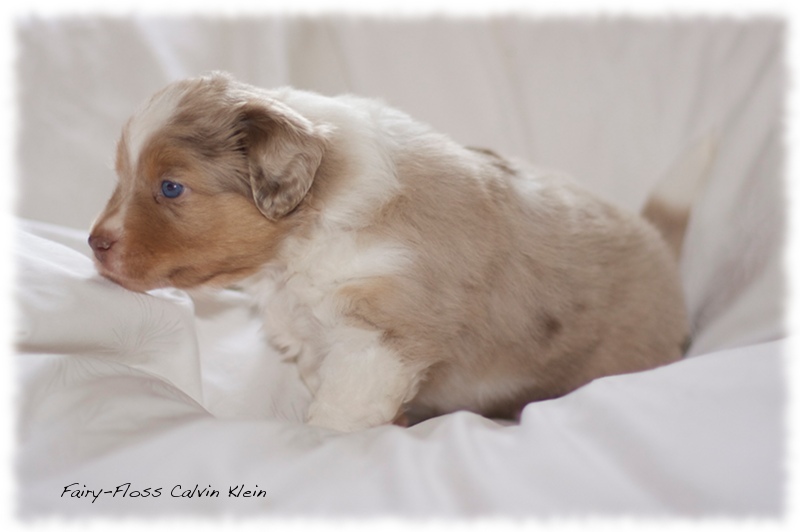 Mini      Aussie Welpen - Mini Aussie Z&uuml;chter - Gesunde Mini   Aussies