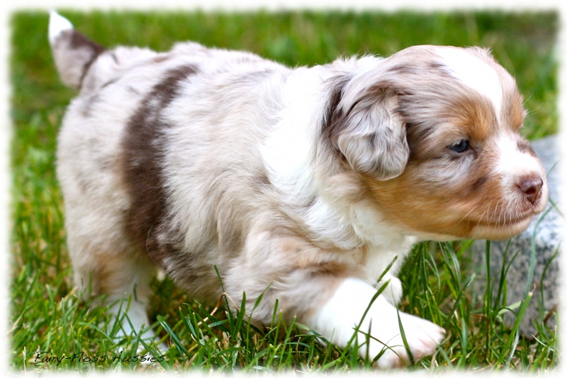 Mini             Aussie Welpen - Mini Aussie Z&uuml;chter - Gesunde Mini   Aussies