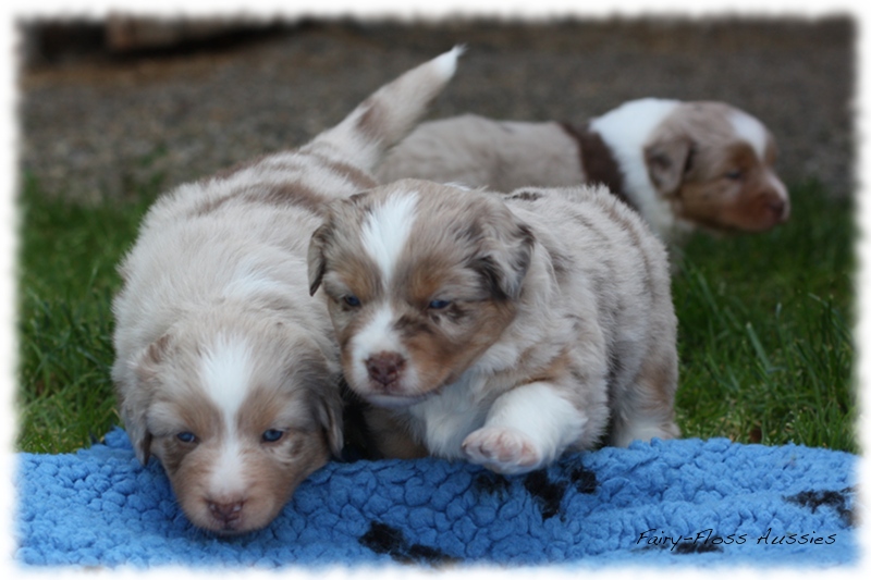 Mini                Aussie Welpen - Mini Aussie Z&uuml;chter - Gesunde  Mini      Aussies