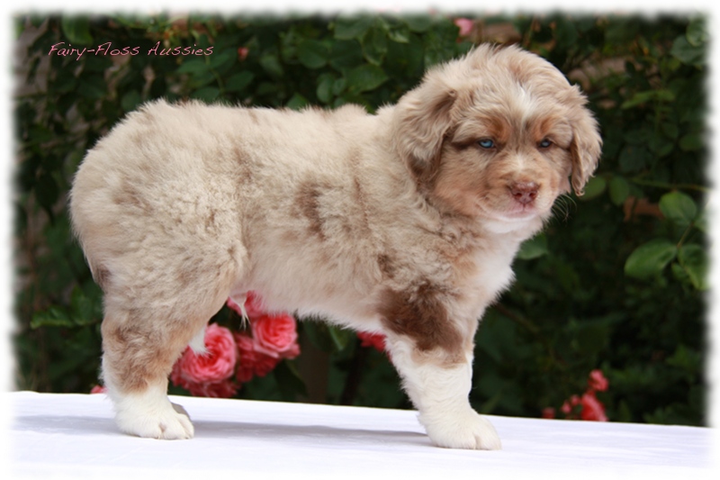 Mini            Aussie Welpen - Mini Aussie Z&uuml;chter - Gesunde Mini   Aussies