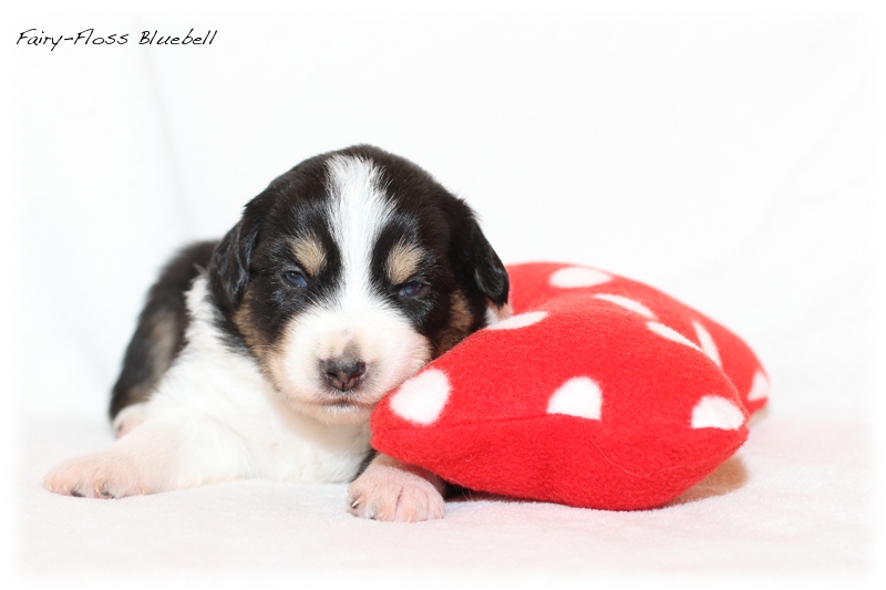 Mini Aussie Welpen - Mini Aussie Z&uuml;chter - Gesunde Mini Aussies