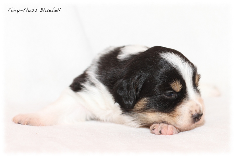 Mini Aussie Welpen - Mini Aussie Z&uuml;chter - Gesunde Mini Aussies