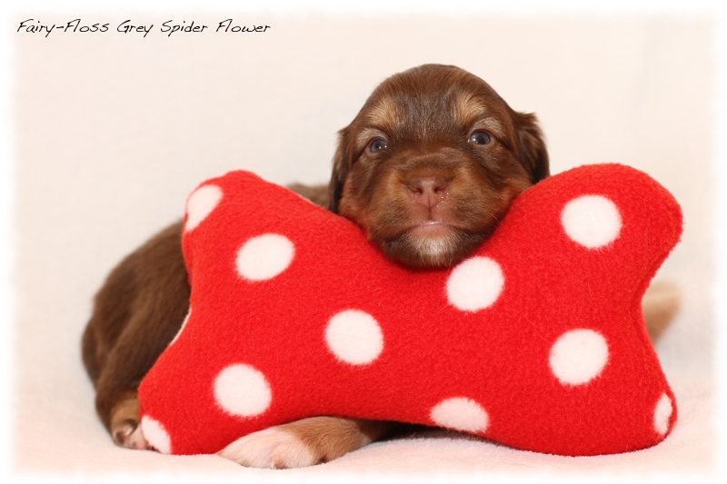 Mini Aussie Welpen - Mini Aussie Z&uuml;chter - Gesunde Mini Aussies