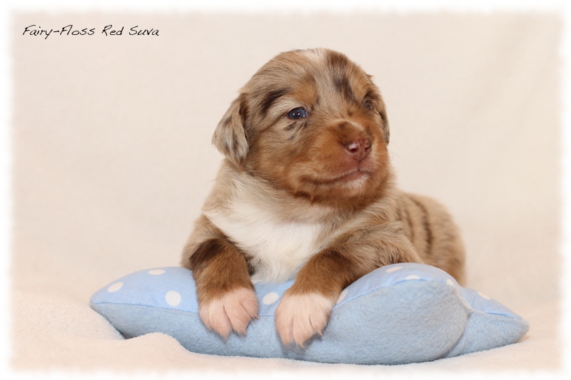 Mini Aussie Welpen - Mini Aussie Z&uuml;chter - Gesunde Mini Aussies