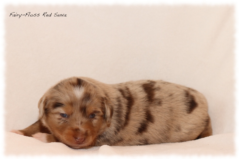 Mini Aussie Welpen - Mini Aussie Z&uuml;chter - Gesunde Mini Aussies