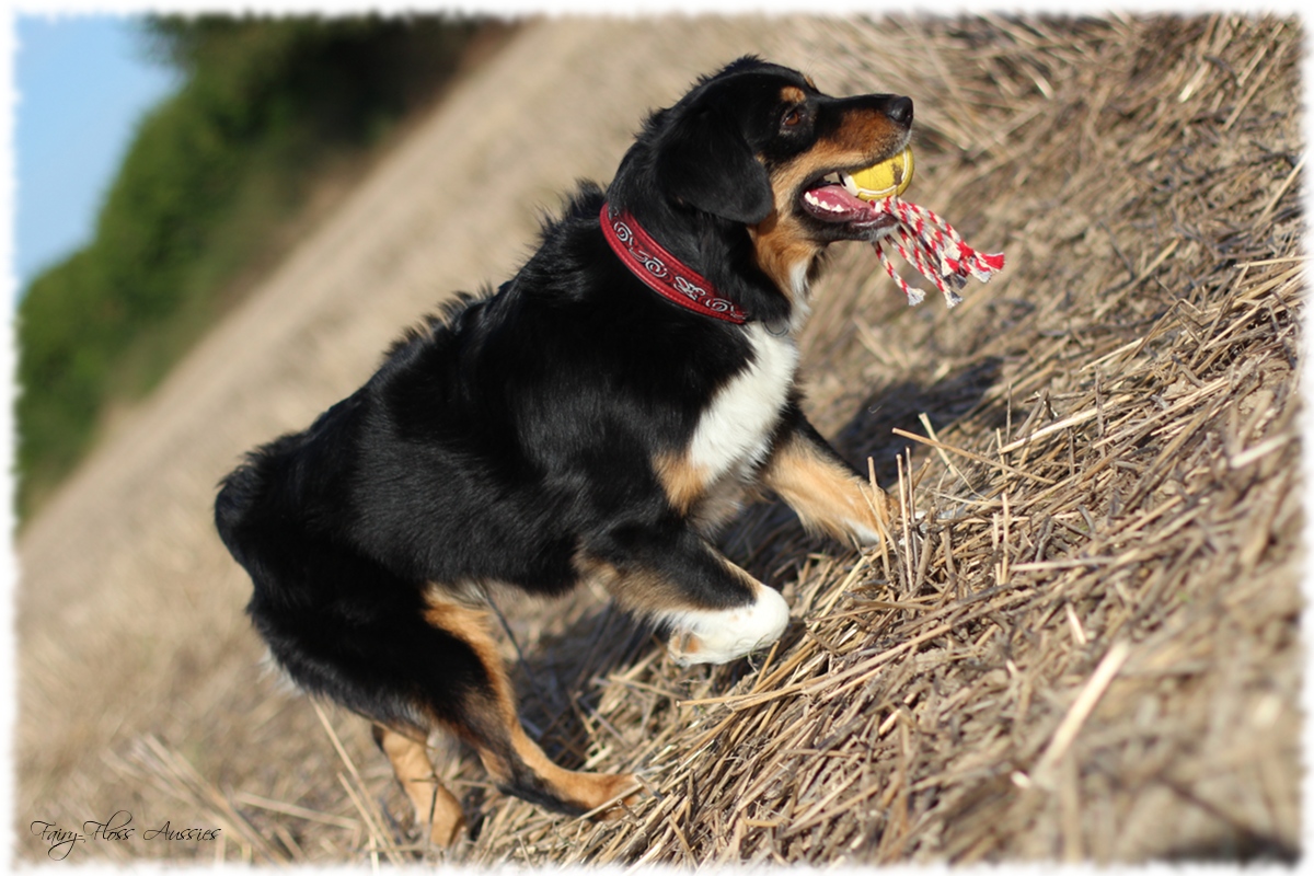 Mini Aussie Welpen - Mini Aussie Z&uuml;chter - Gesunde Mini Aussies