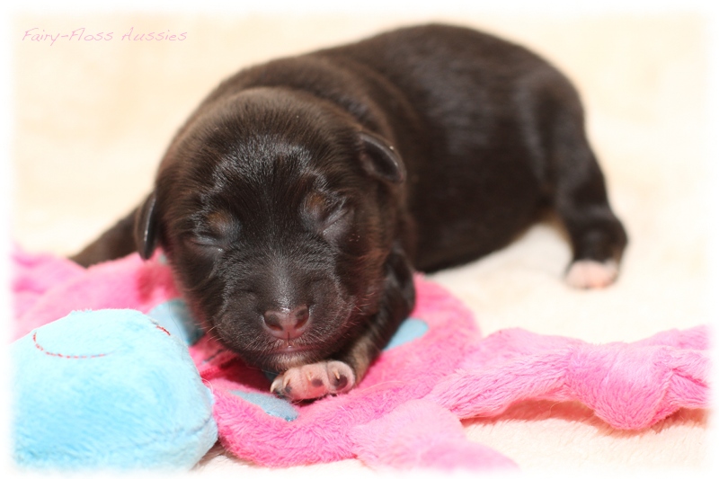 Mini Aussie Welpen - Mini Aussie Z&uuml;chter - Gesunde Mini Aussies