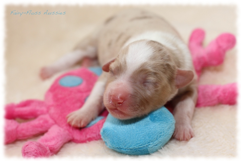 Mini Aussie Welpen - Mini Aussie Z&uuml;chter - Gesunde Mini Aussies
