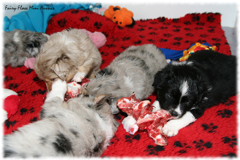 Mini Aussie Welpe BARFEN