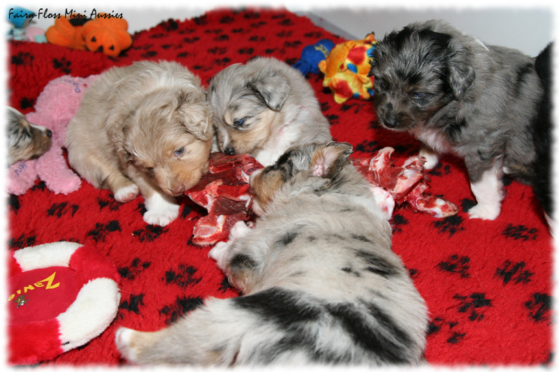 Mini Aussie Welpe BARFEN