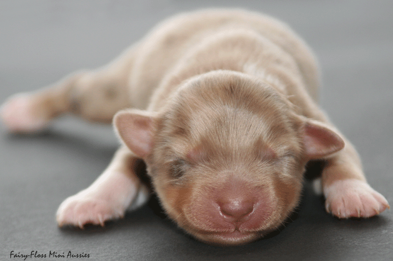 Mini Aussie Welpe