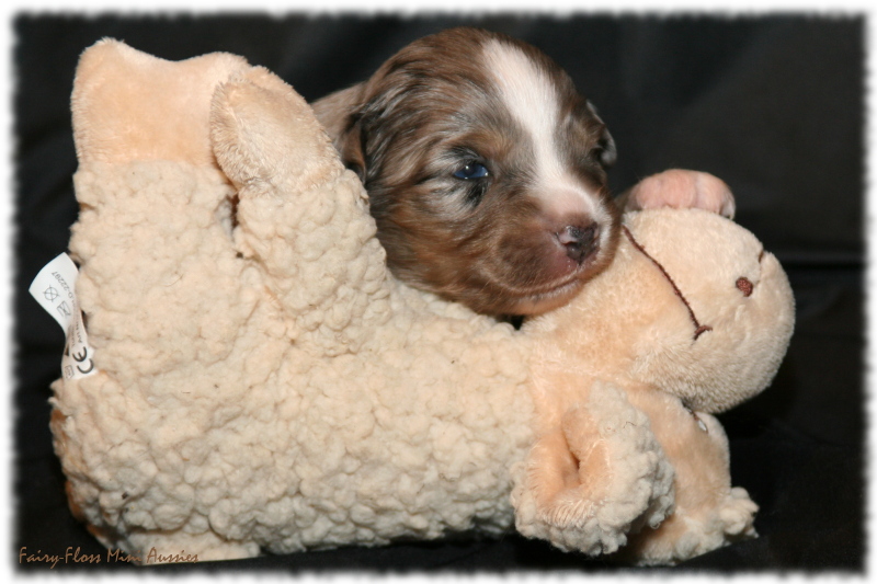Mini Aussie Welpe