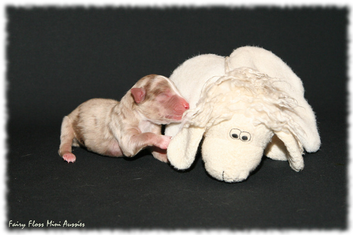 Mini Aussie Welpe