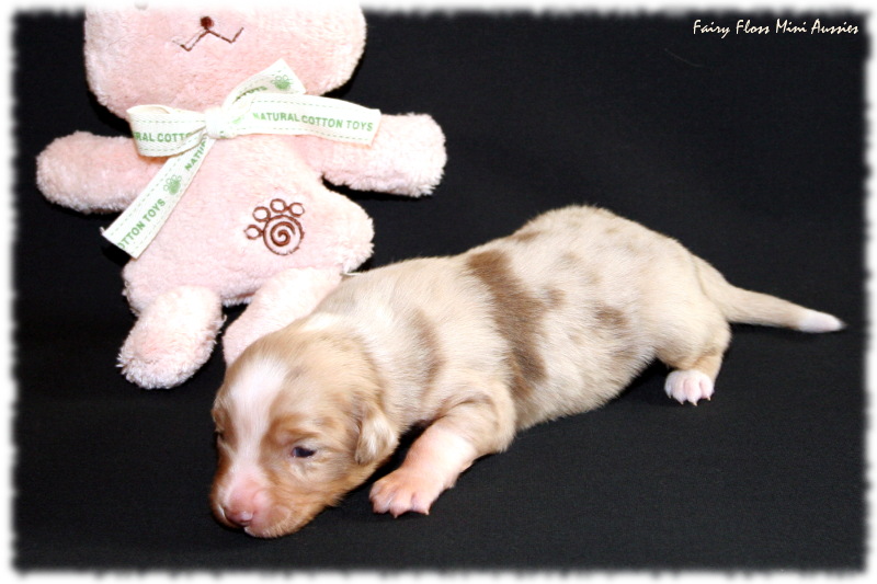 Mini Aussie Welpe
