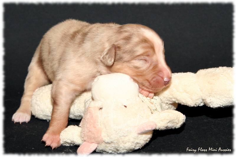 Mini Aussie Welpe
