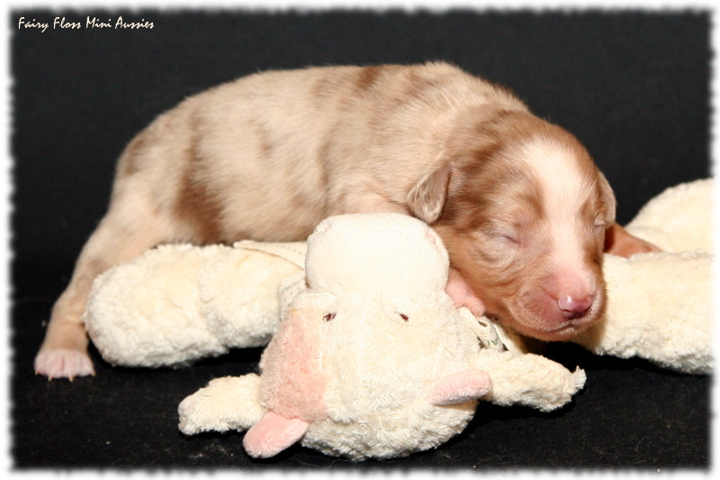 Mini Aussie Welpe