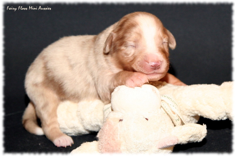 Mini Aussie Welpe