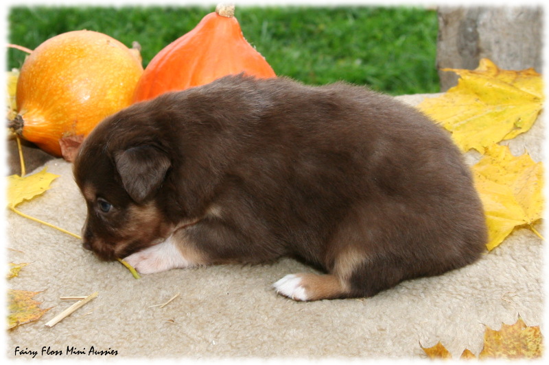 Mini Aussie Welpe