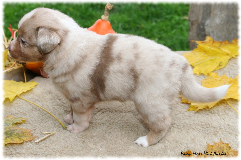 Min Aussie Welpe