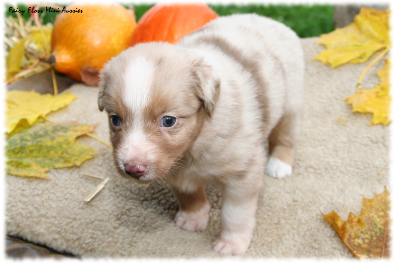 Min Aussie Welpe