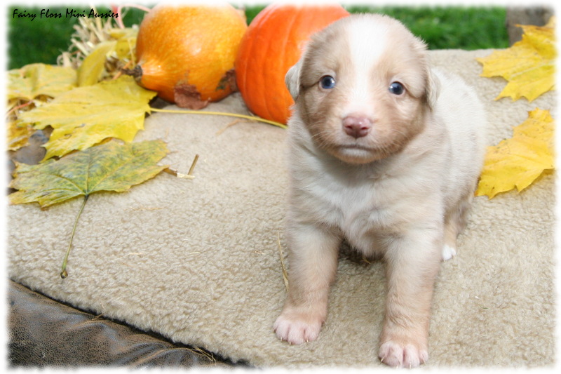Mini Aussie Welpe