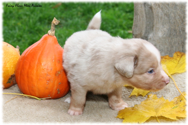 Mini Aussie Welpe
