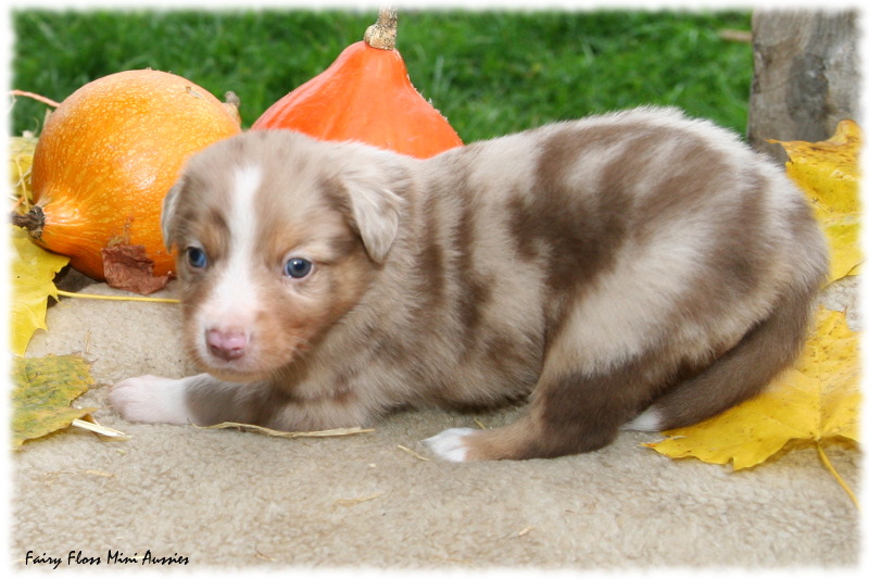 Mini Aussie Welpe