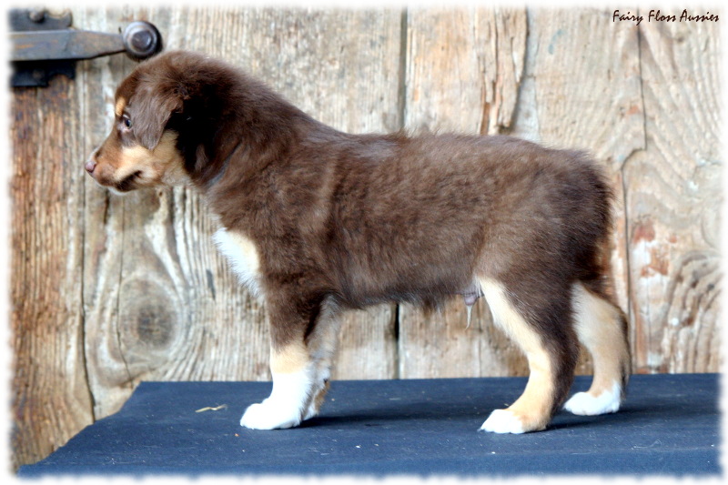 Mini Aussie Welpe