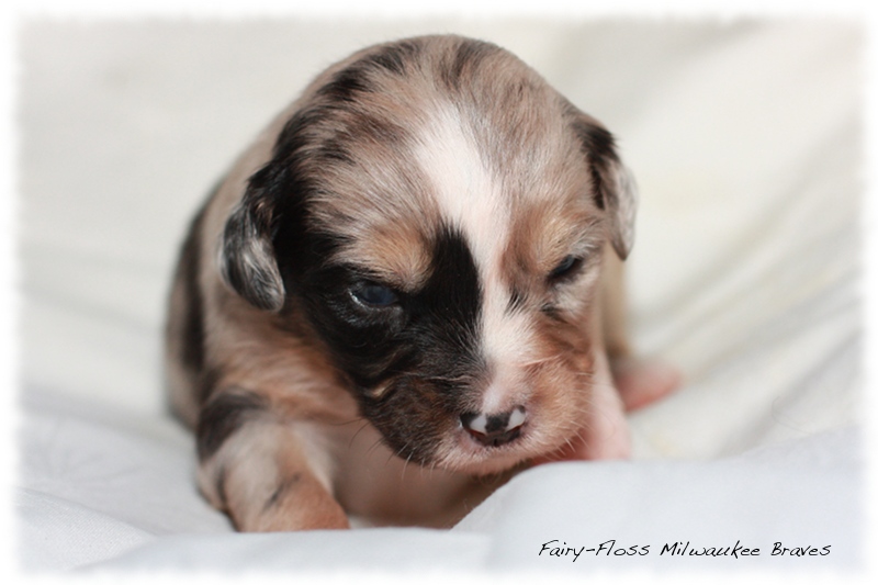 Mini Aussie Welpen - Beauty und Splash