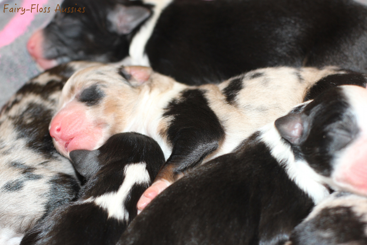 Mini Aussie Welpen - 1 Tag alt