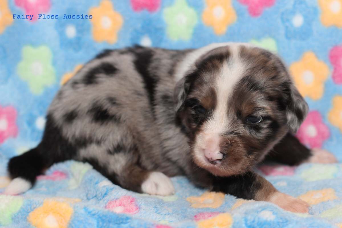 Mini Aussie Welpen - 22 Tage alt