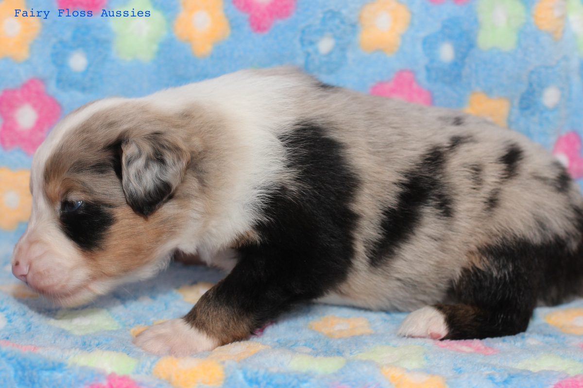 Mini Aussie Welpen - 22 Tage alt